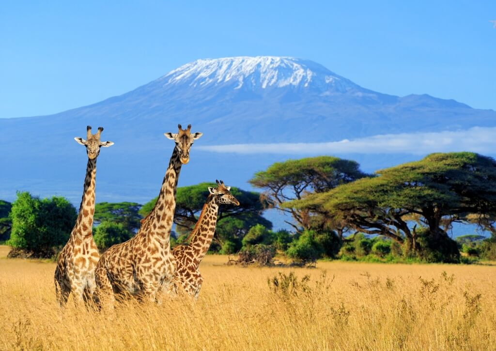 Kilimanjaro2 (1)