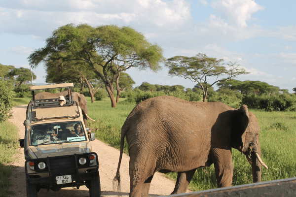 elefant-1